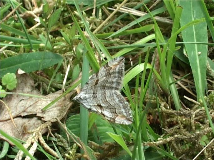 Sandheiden-Johanniskrautspanner ( Aplocera efformata ) : Am Niederrhein, Biotop, 21.05.2006